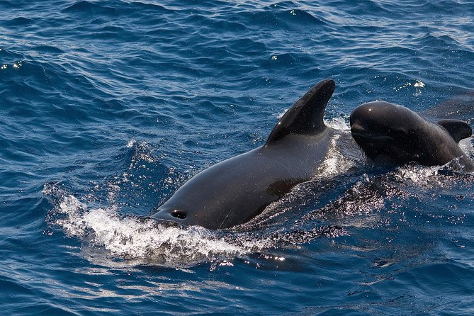 Whales & Dolphins watching in exclusive sailboat - Why the limited passenger count matters