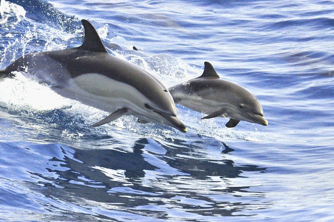 Whales & Dolphins watching in exclusive sailboat - The swim stop and lunch on board