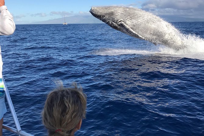 WHALES GUARANTEED Maui Whale Watching Makai Adventures - Why Maui is such a good place for whale watching