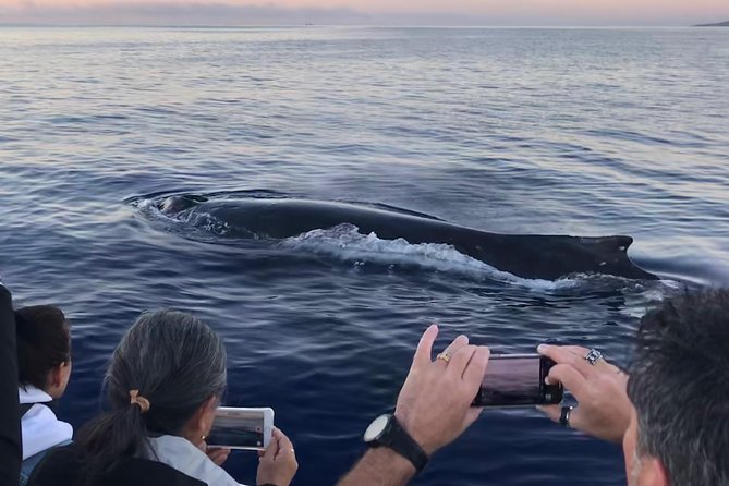 WHALES GUARANTEED Maui Whale Watching Makai Adventures - The fast boat makes the whale search more efficient