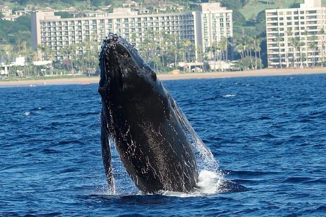 WHALES GUARANTEED Maui Whale Watching Makai Adventures - Comfort, shade, weather, and what to wear