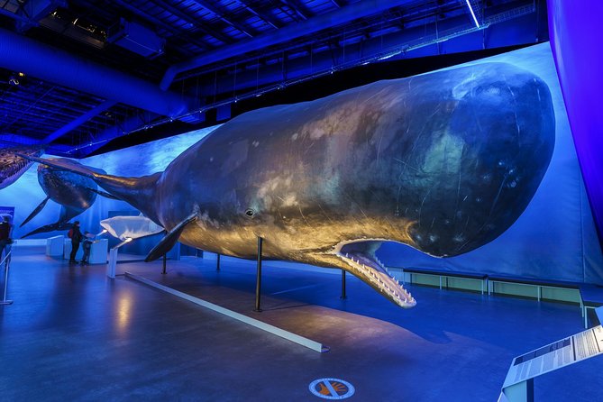 Whales Of Iceland Admission Ticket - The models make whale size easy to understand