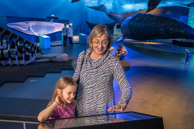 Whales Of Iceland Admission Ticket - The Fin Whale Theatre is worth scheduling around