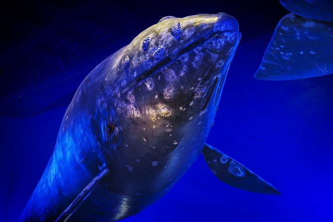 Whales Of Iceland Admission Ticket - Location, nearby attractions, and how long to allow