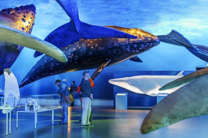 Whales Of Iceland Admission Ticket - Who will enjoy this museum most?