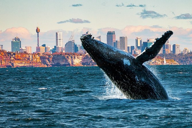 Whales of Sydney Sea Safari - A Fast Run from Circular Quay to the Open Sea