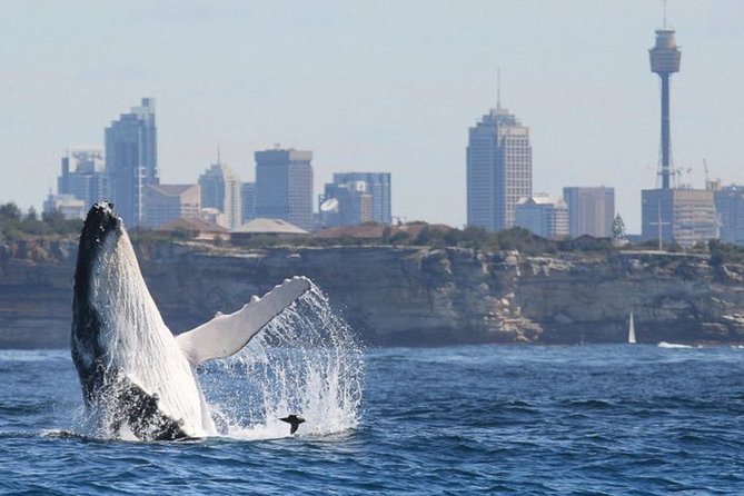 Whales of Sydney Sea Safari - Sydney Harbour Landmarks Before the Whales