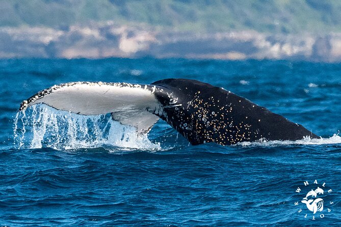 Whales of Sydney Sea Safari - What the Captain and Guide Add