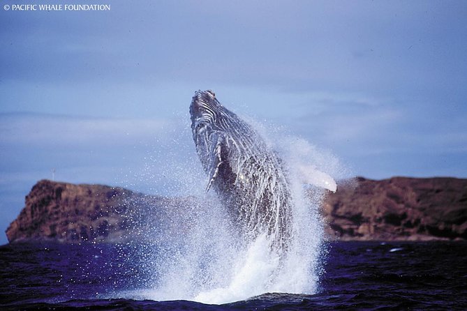 Whalewatch Deluxe Tour from Ma'alaea Harbor - A 65-Foot Catamaran With Room to Move