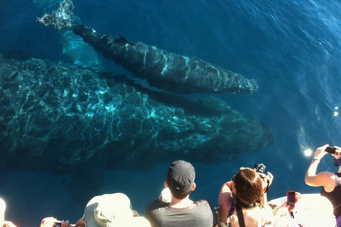 Whalewatch Deluxe Tour from Ma'alaea Harbor - How the Whale Guarantee Affects the Price