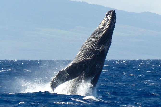 Whalewatch Deluxe Tour from Ma'alaea Harbor - What the Crew Adds to the Experience