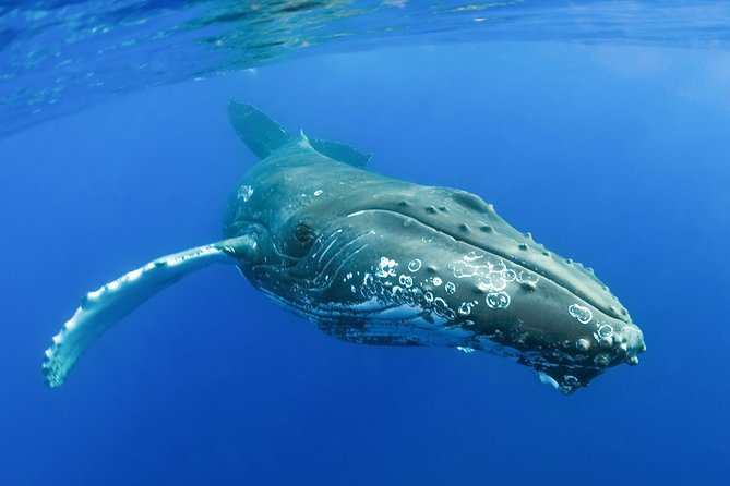 Whalewatch Deluxe Tour from Ma'alaea Harbor - Best Seats, Best Expectations, and Smart Planning