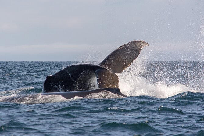 Wild Whale Watching Experience - Open Air Vessel - The role of the marine naturalist