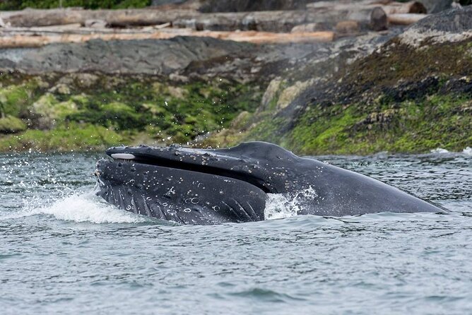 Wild Whale Watching Experience - Open Air Vessel - Why patience matters more than speed