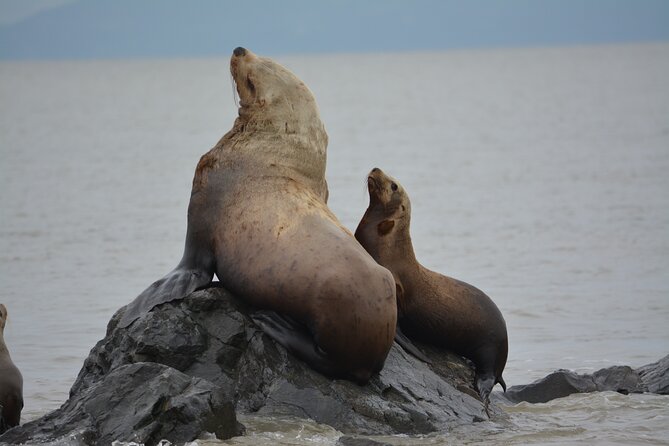 Wild Whale Watching Experience - Open Air Vessel - Practical details that affect your day