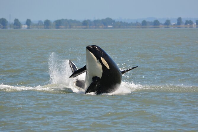 Wild Whale Watching Experience - Open Air Vessel - The search for orcas, humpbacks, and smaller wildlife