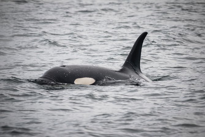 Wildlife Viewing, Sightseeing and Whale Watching Quest - Why this Ketchikan whale trip is worth considering