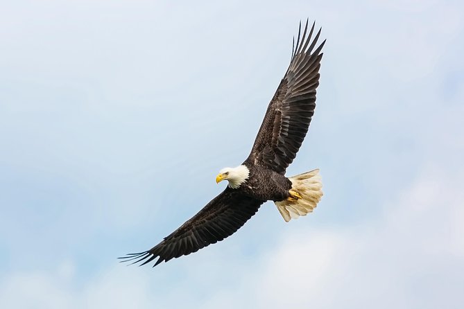 Wildlife Viewing, Sightseeing and Whale Watching Quest - What you may see beyond the whales
