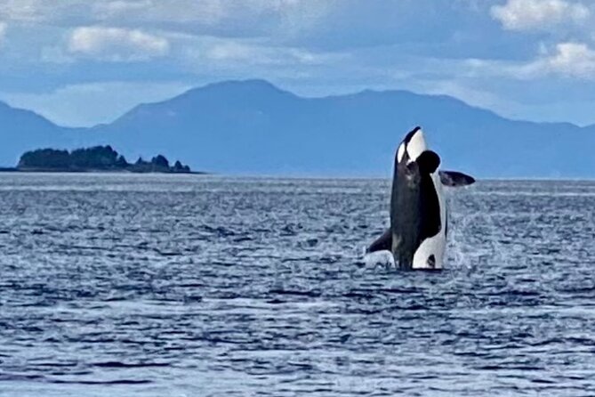 Wildlife Viewing, Sightseeing and Whale Watching Quest - The crew and onboard comfort