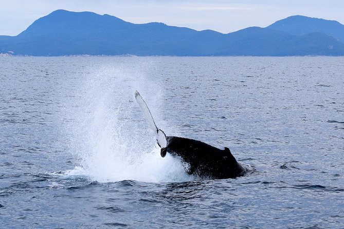Wilsons Prom Whale Cruise - Key points to know before booking