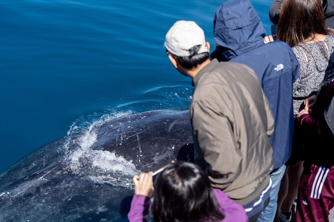 Wilsons Prom Whale Cruise - Morning tea, lunch, and six hours on board