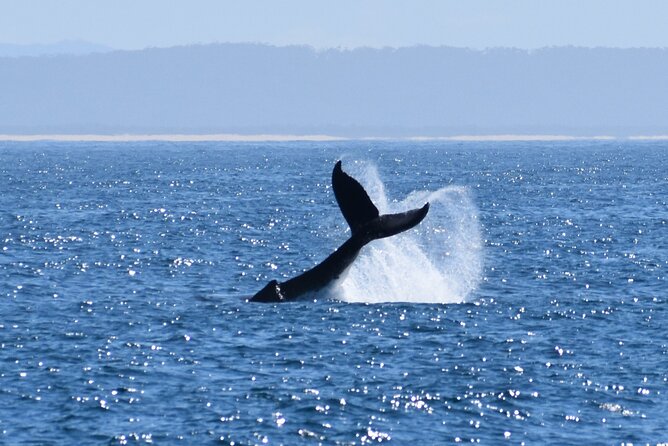 Wilsons Prom Whale Cruise - Is $182.90 good value?