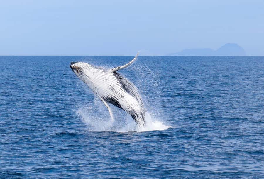 Wilsons Promontory: Whale Spotting Cruise with Lunch - Key points to know before booking