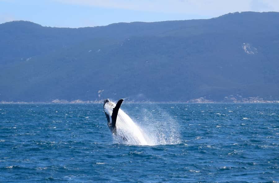 Wilsons Promontory: Whale Spotting Cruise with Lunch - Six hours along Wilsons Promontory