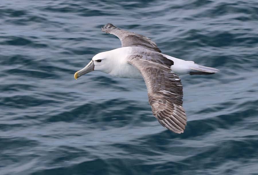 Wilsons Promontory: Whale Spotting Cruise with Lunch - Rabbit Island, Sealers Cove, and Refuge Cove