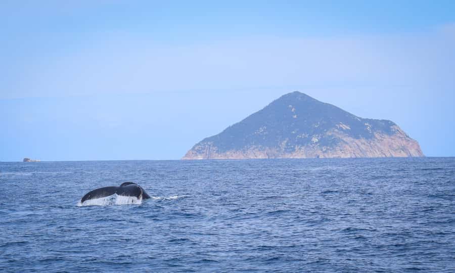 Wilsons Promontory: Whale Spotting Cruise with Lunch - Dolphins, fur seals, and seabirds