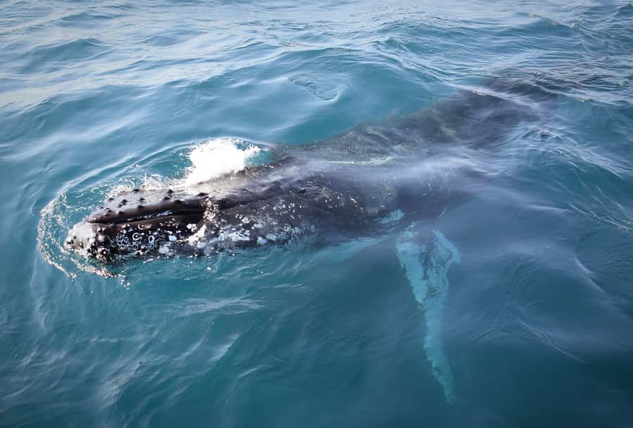 Wilsons Promontory: Whale Spotting Cruise with Lunch - Morning tea and a homemade lunch