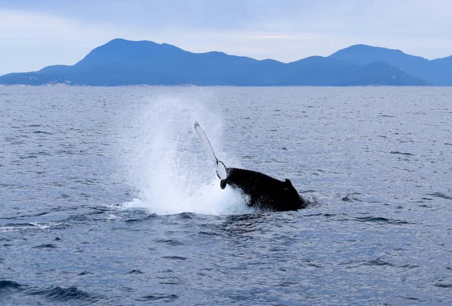 Wilsons Promontory: Whale Spotting Cruise with Lunch - Boat comfort and what to wear