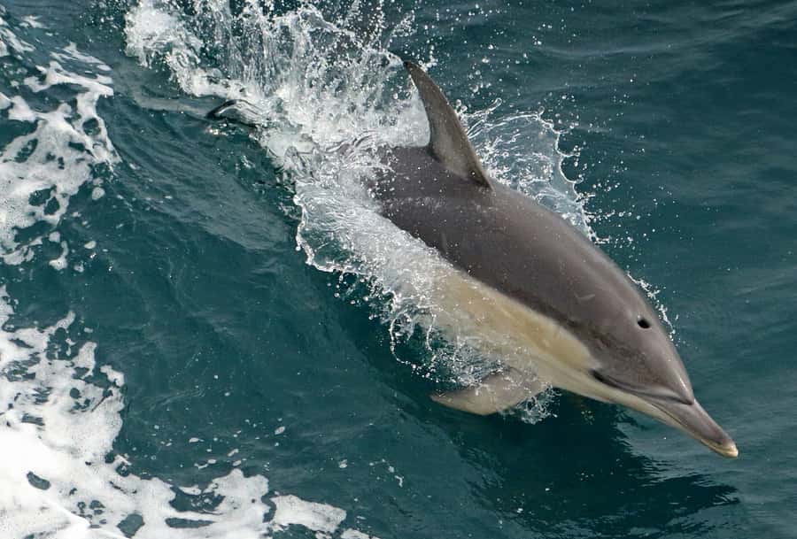 Wilsons Promontory: Whale Spotting Cruise with Lunch - Is $180 good value?