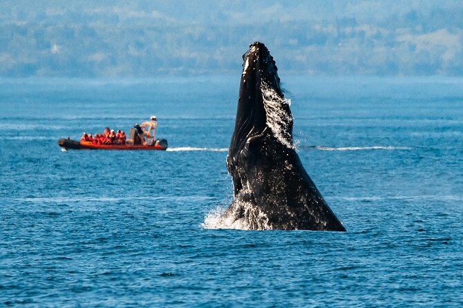 Winter Victoria Whale and Wildlife Zodiac Tour - Why a winter Zodiac ride works in Victoria
