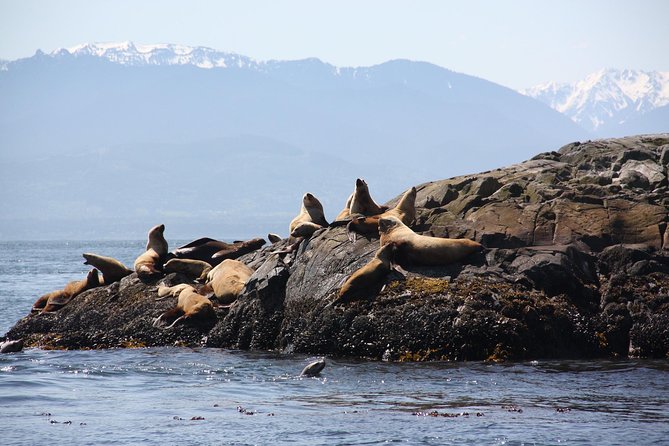 Winter Victoria Whale and Wildlife Zodiac Tour - Searching for humpback whales and Bigg’s killer whales