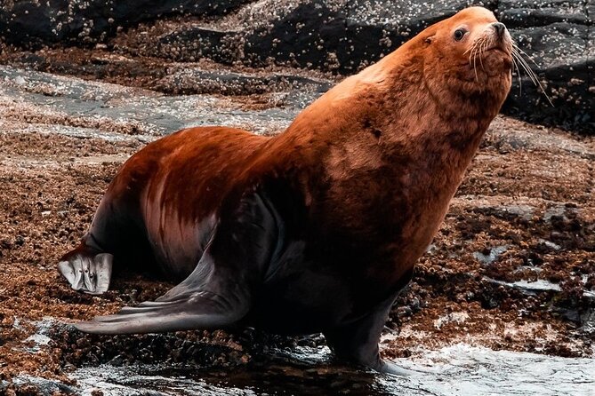 Winter Victoria Whale and Wildlife Zodiac Tour - Three hours on a small, lively boat