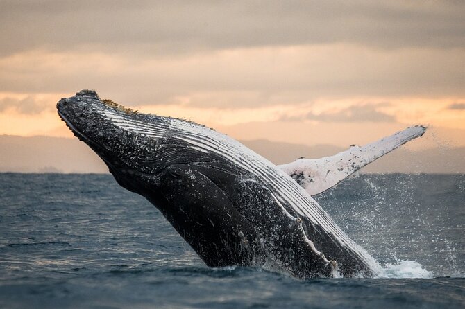 Winter Whale Watching Adventure in Kauai - A fast raft and Kauai’s winter whales