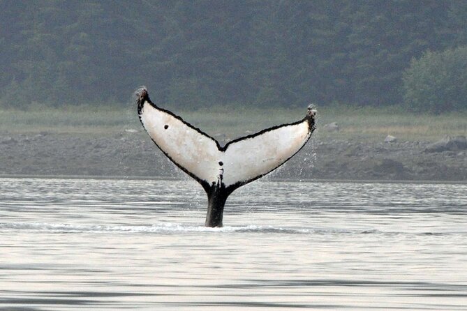 Wonderful Whales and Wildlife Tour - A whale search from Hoonah’s working harbor