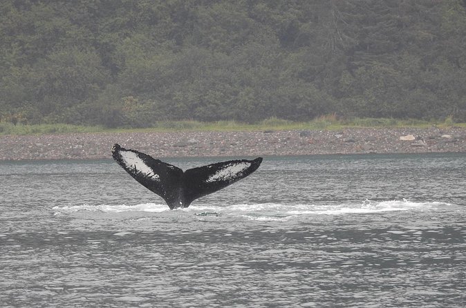 Wonderful Whales and Wildlife Tour - Looking for whales, sea otters, and harbor seals