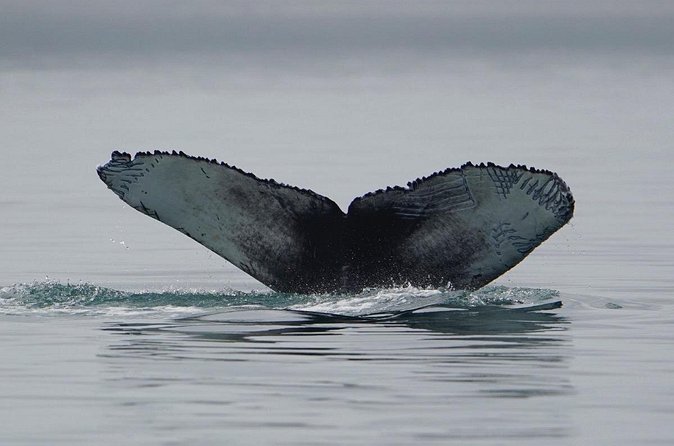 Wonderful Whales and Wildlife Tour - The value of three hours for $285