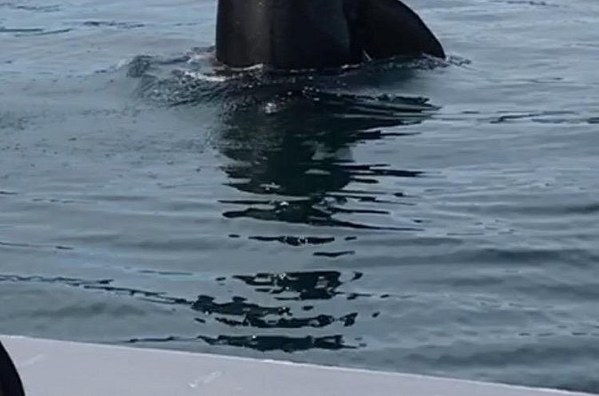 Wonderful Whales and Wildlife Tour - Weather, age, and cancellation risks