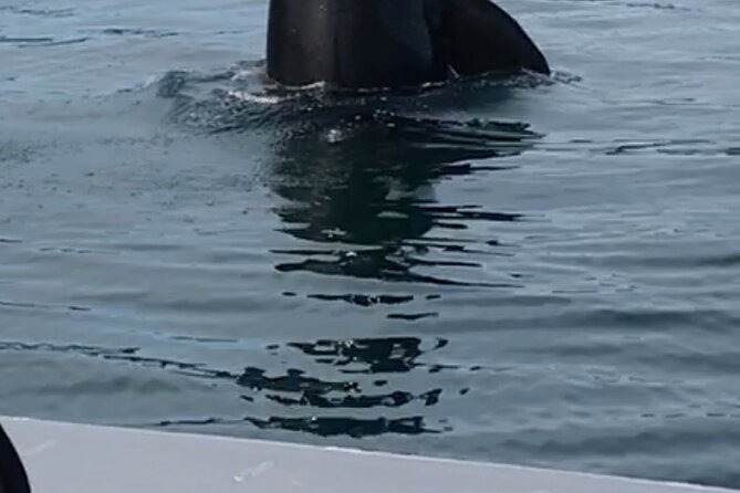 Wonderful Whales and Wildlife Tour - Who will enjoy this outing most
