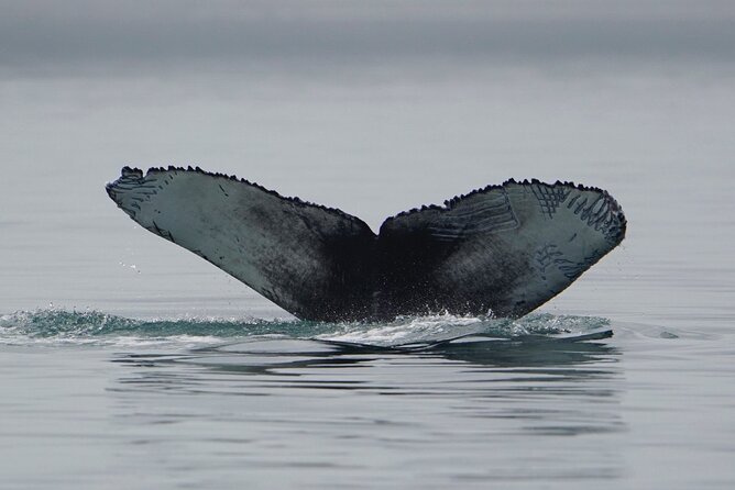 Wonderful Whales and Wildlife Tour - What the small boat changes