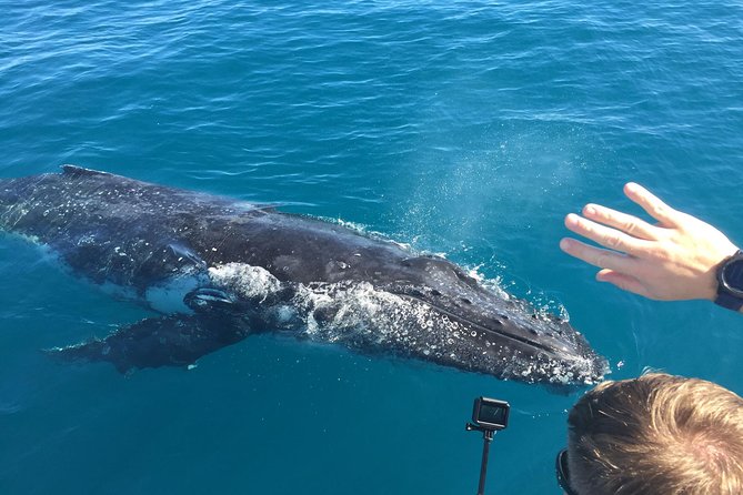 World class Whale Watching from Hervey Bay - Why Hervey Bay is made for whale watching