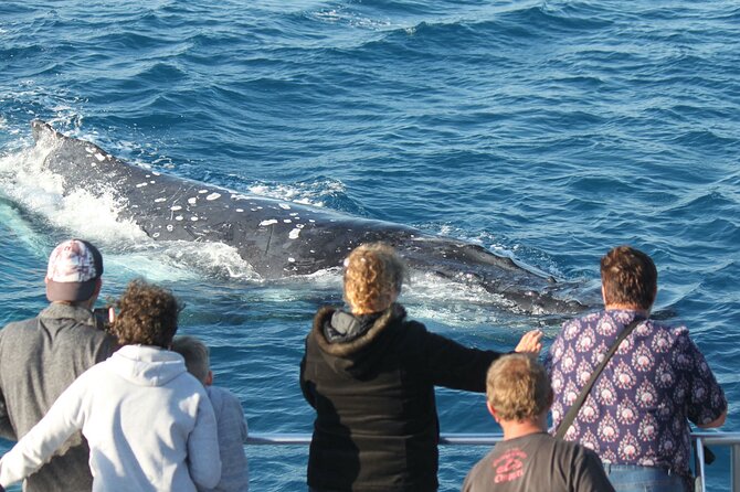 World class Whale Watching from Hervey Bay - The close encounters that make the trip special