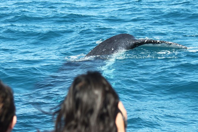 World class Whale Watching from Hervey Bay - Comfort, access, and what to bring