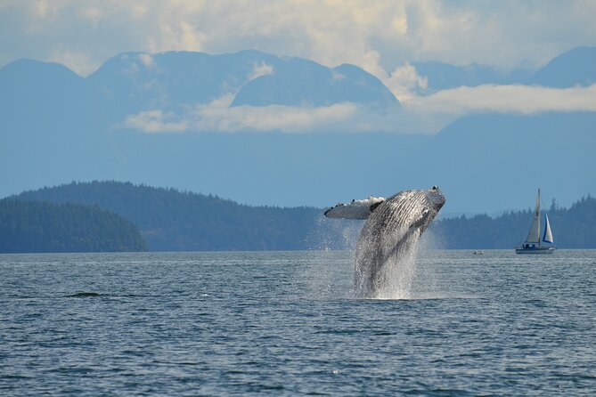 Zodiac Boat Whale and Wildlife 4-Hour Tour from Campbell River - Setting out from Campbell River’s E Dock