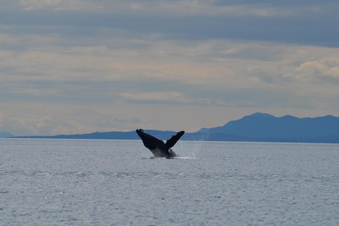 Zodiac Boat Whale and Wildlife 4-Hour Tour from Campbell River - Whale watching with respectful distance