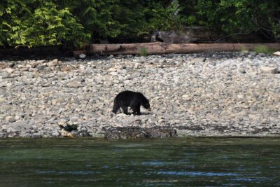 Zodiac Boat Whale and Wildlife 4-Hour Tour from Campbell River