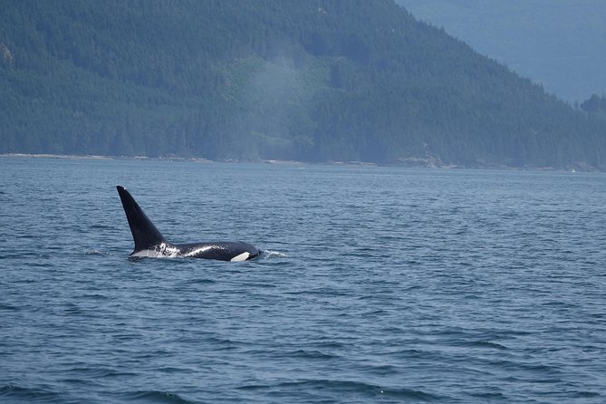 Zodiac Boat Whale and Wildlife 4-Hour Tour from Campbell River - Grizzlies, sea lions, and the wider wildlife search